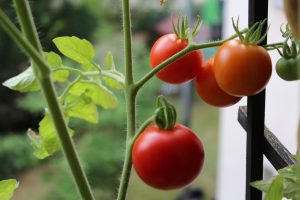 uprawa warzyw na balkonie